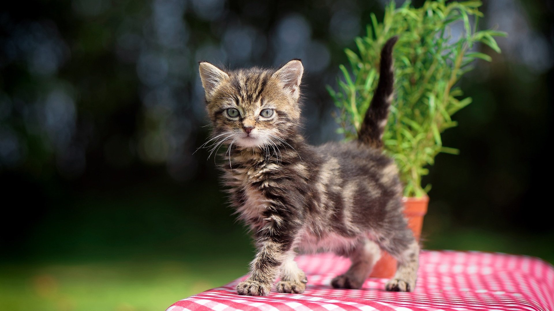 开云体育登录-戈贝尔进攻端肆虐，魔术队硬仗中力克辽宁队