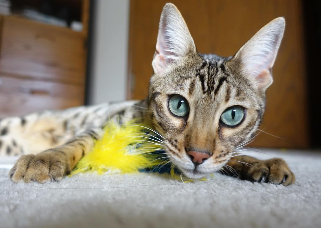 沉默的暴君，当约基奇用稳定碾碎深圳队的每一次反扑