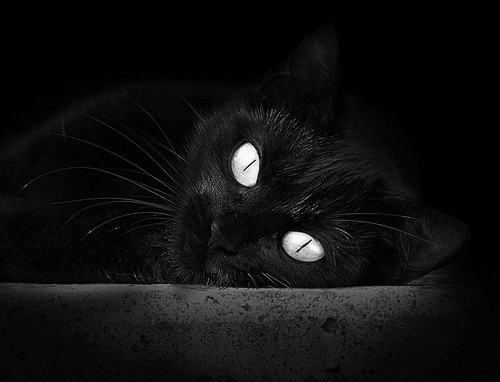 开云体育下载-武切维奇关键制胜，广厦队强行终结骑士