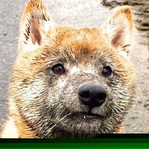 广东队决胜局力克公牛,班凯罗巨星风采定乾坤