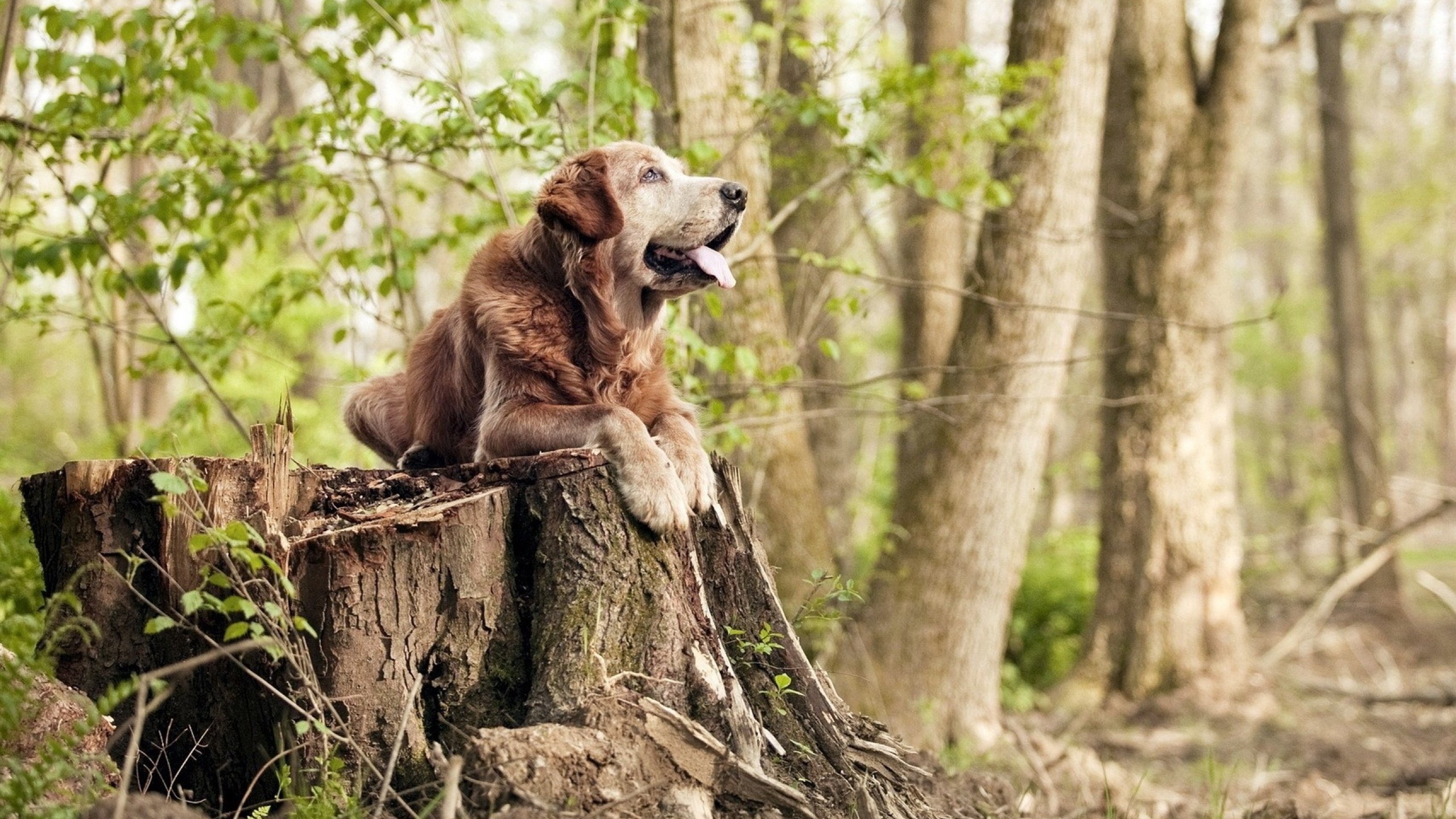 关键先生迪亚斯一锤定音,苏格兰惊险过关马里