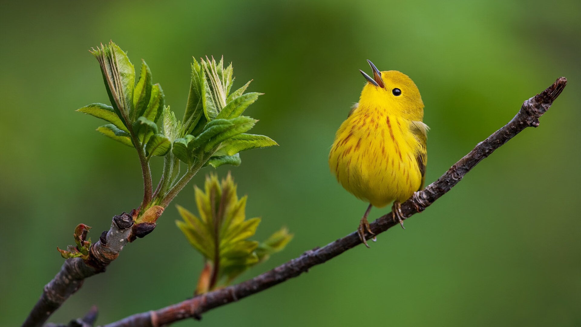 开云体育平台APP-跨界接管，从CBA广厦到F1赛道的统治力展示