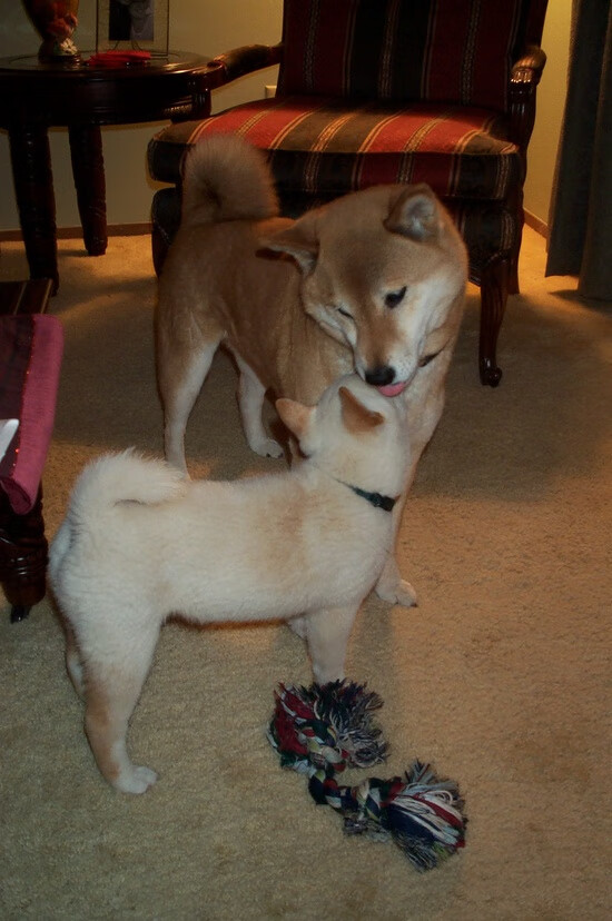 开云下载-终极审判，绿军横扫黄蜂，王朝启幕还是昙花一现？