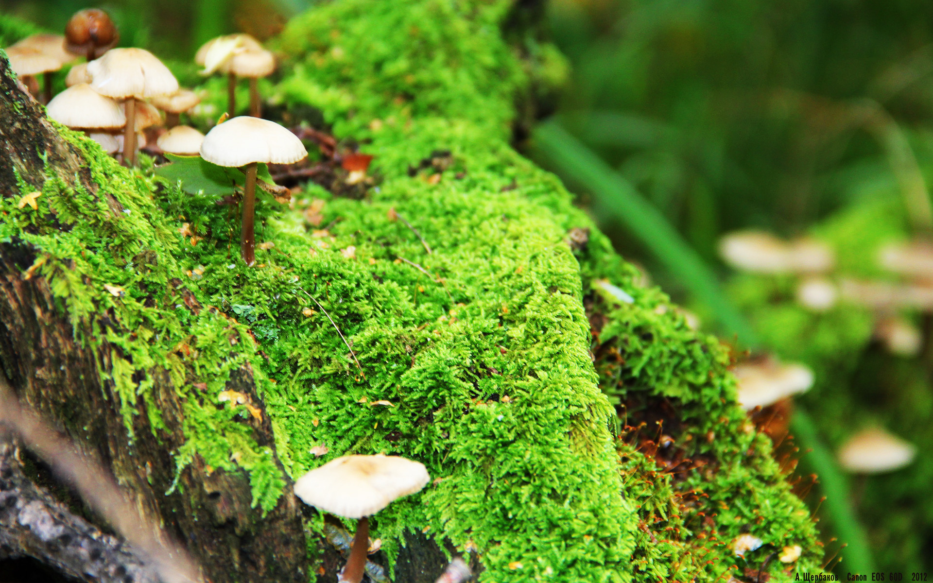 夜战狂澜!罗德里在F1街道赛中的满分传奇