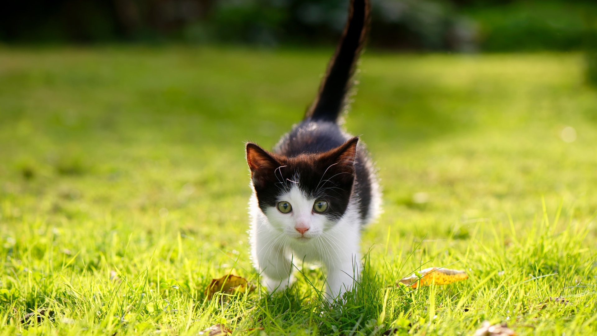 开云体育在线-纽约的钢铁洪流与加州的魔法师，两种篮球哲学的时代交响