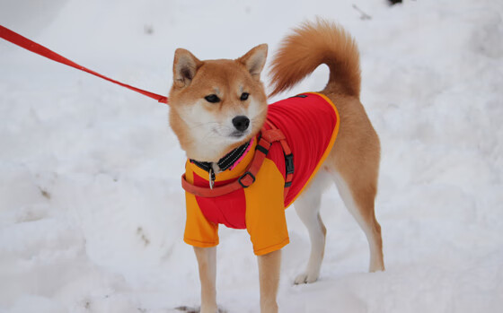 利拉德时刻定鼎乾坤！雷霆力克掘金夺关键胜利