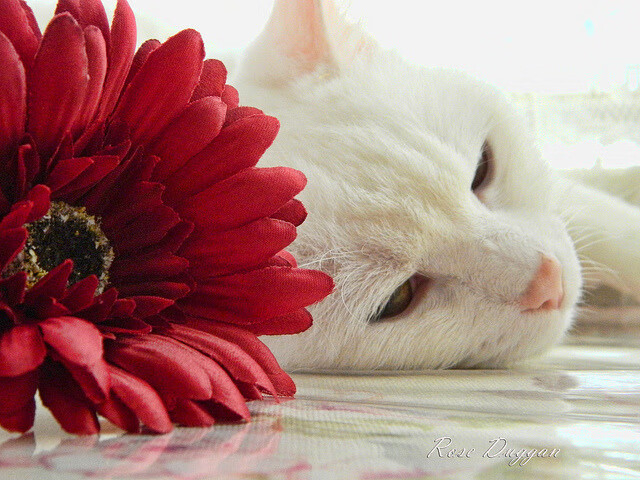 篮球与足球的巅峰对决,NBA总决赛焦点战与皇马硬仗取胜哥伦比亚的体育史诗