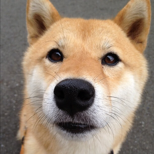 开云体育入口-速度的支点，欧文如何用攻防转换撕裂森林狼防线