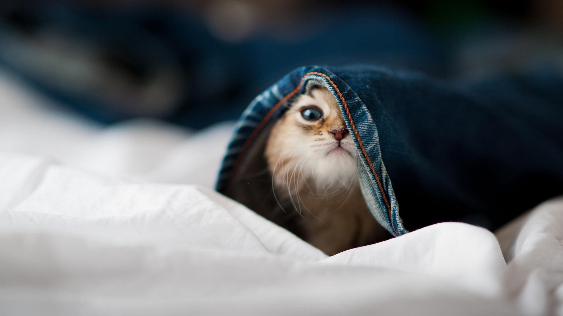 开云APP-足球的两种光芒，当塞内加尔的集体风暴强行终结冰岛，遇见舞台越大越强的阿圭罗