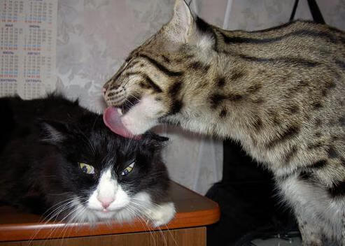 绿翼疾风与黑山雷鸣,足球世界的双面叙事