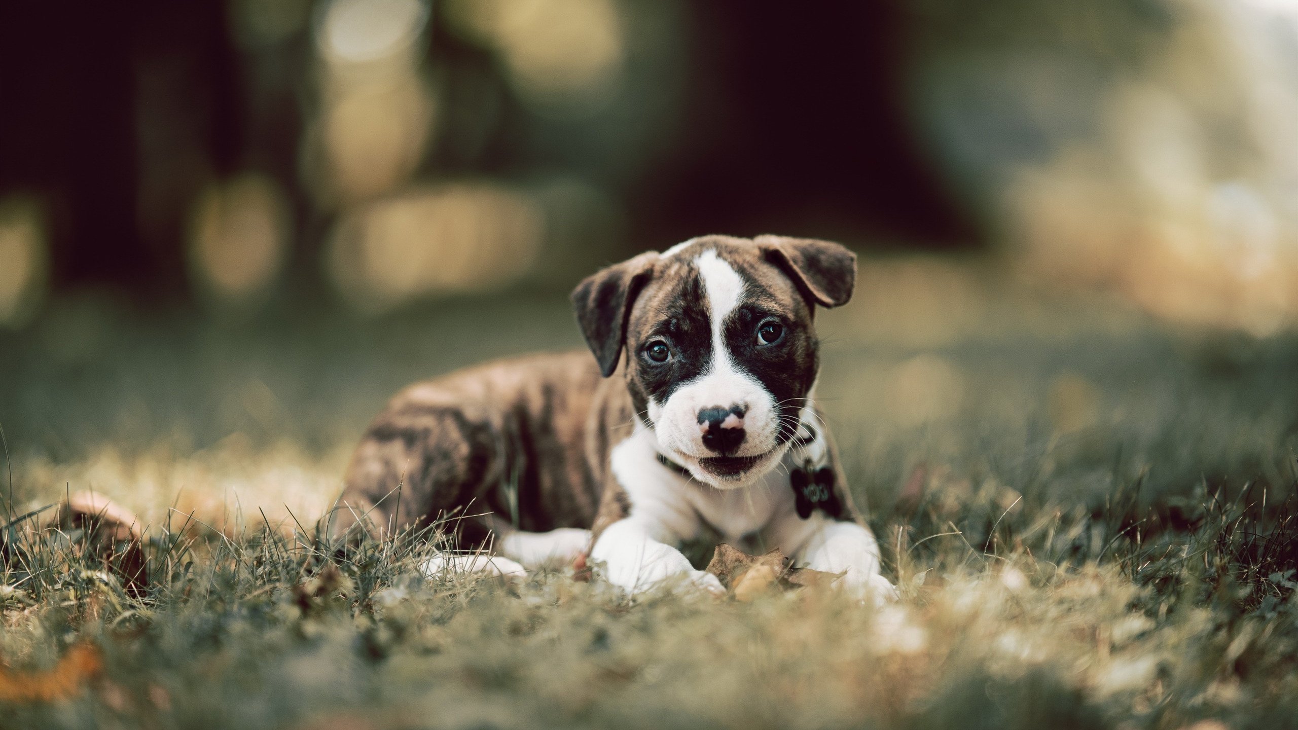 开云下载-非洲资本与巴西铁腰,当尼日利亚收割国际米兰,卡塞米罗已在英超接管比赛